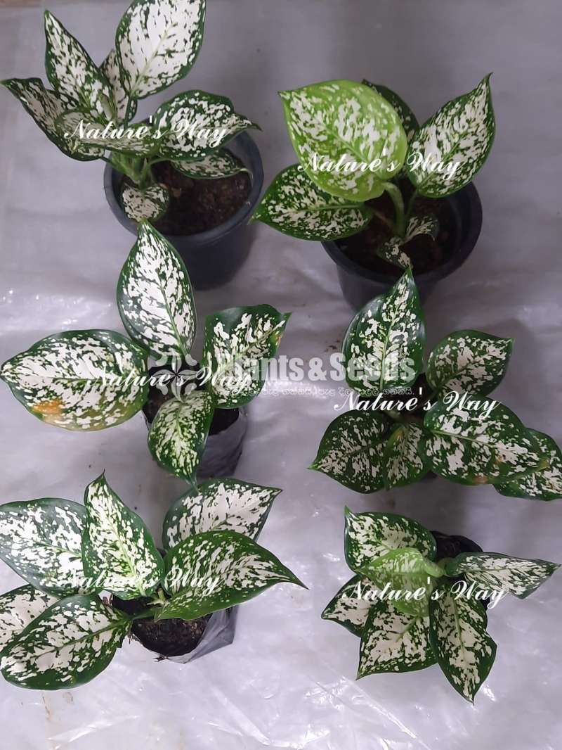 Aglaonema (White Anyamanee)