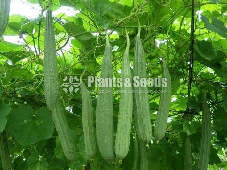 Vegetable seeds (එලවළු බීජ)