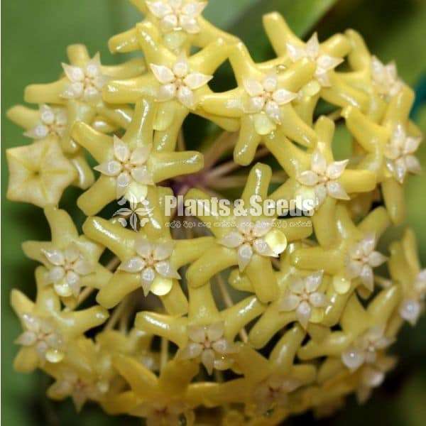 Hoya Plants