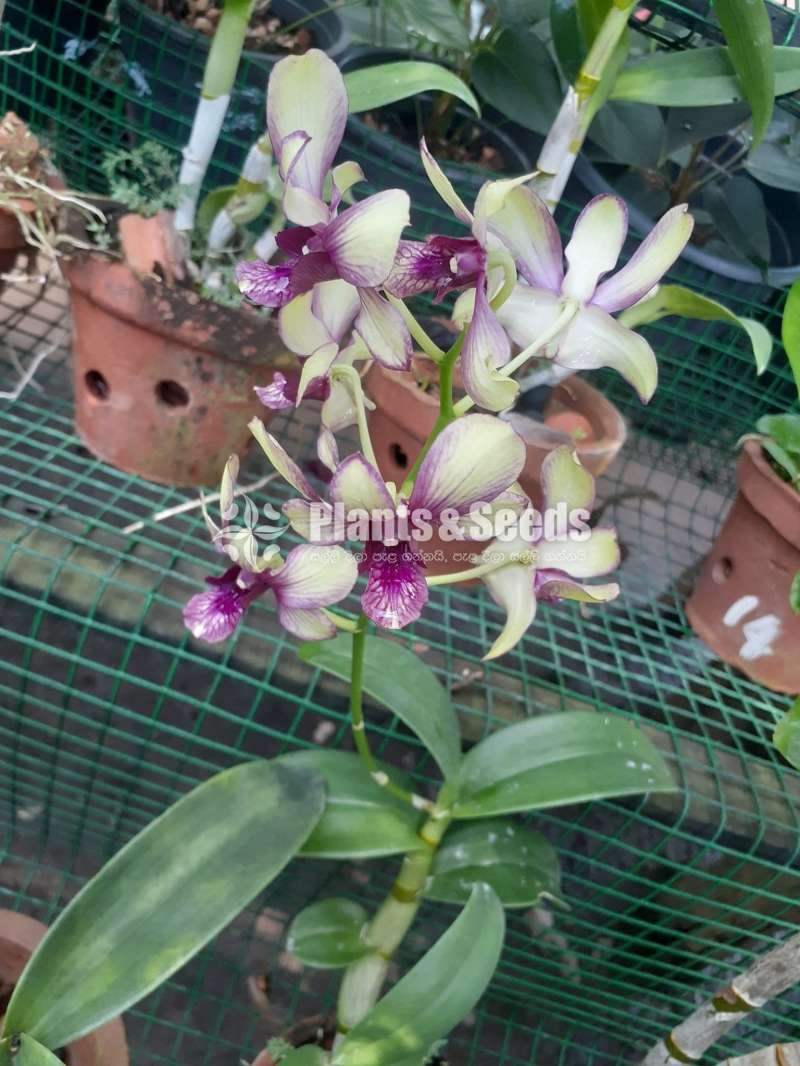 Dendrobium Orchids