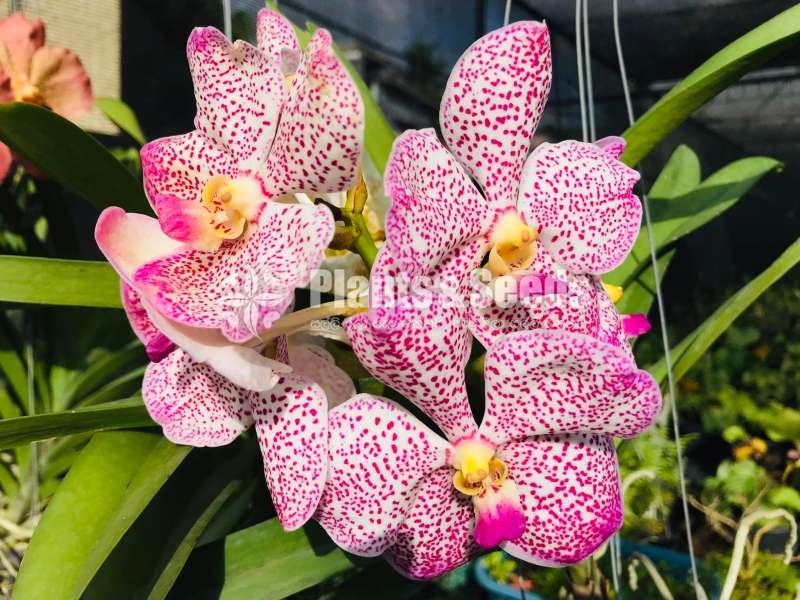 Orchid (Vanda with Flowers )