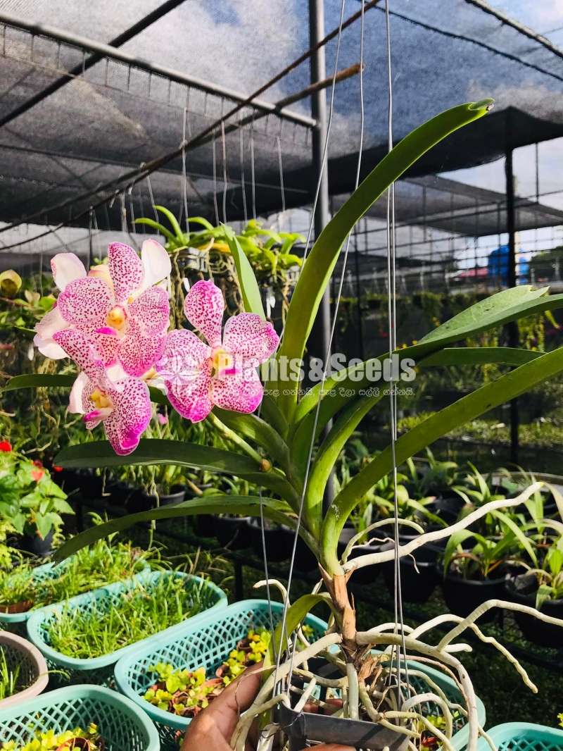 Orchid (Vanda with Flowers )