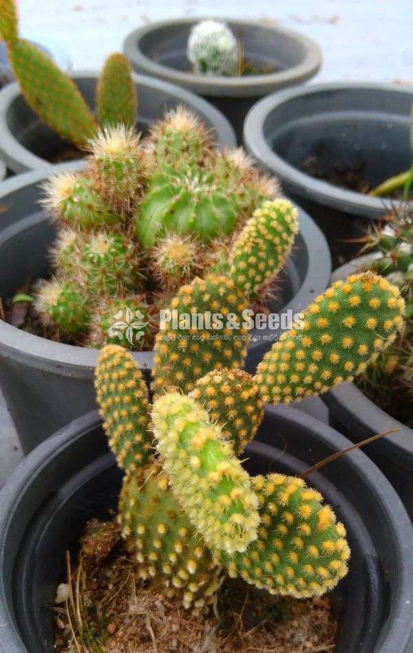 Cactus for sale 