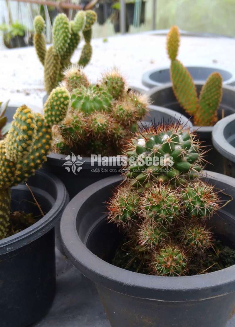 Cactus for sale 