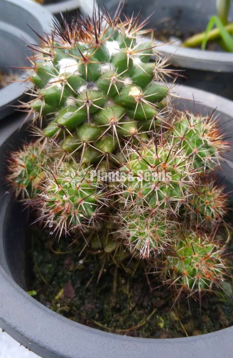 Cactus for sale 