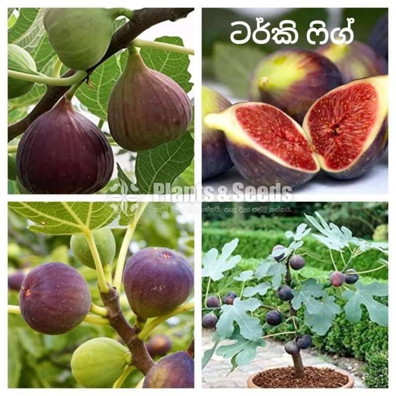 ටර්කි ෆිග් පැල (Turkey fig plants)