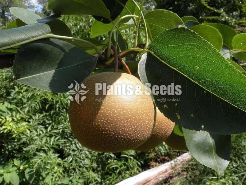 Naran,Tamarine,Pears,Grape -Fruit Plants