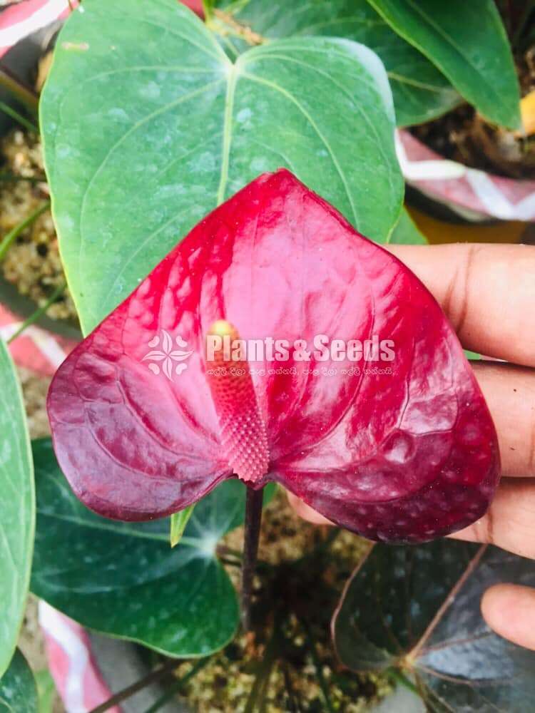 Black love (Anthurium)