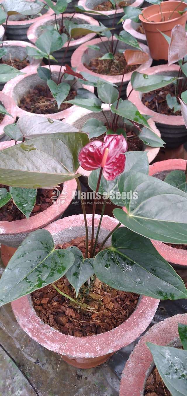 Black love Anthurium 