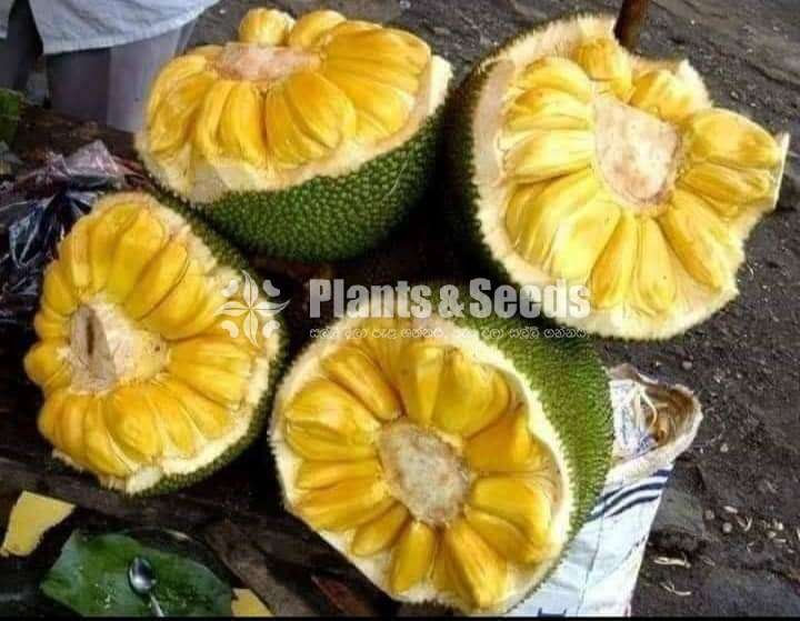 Jackfruit 