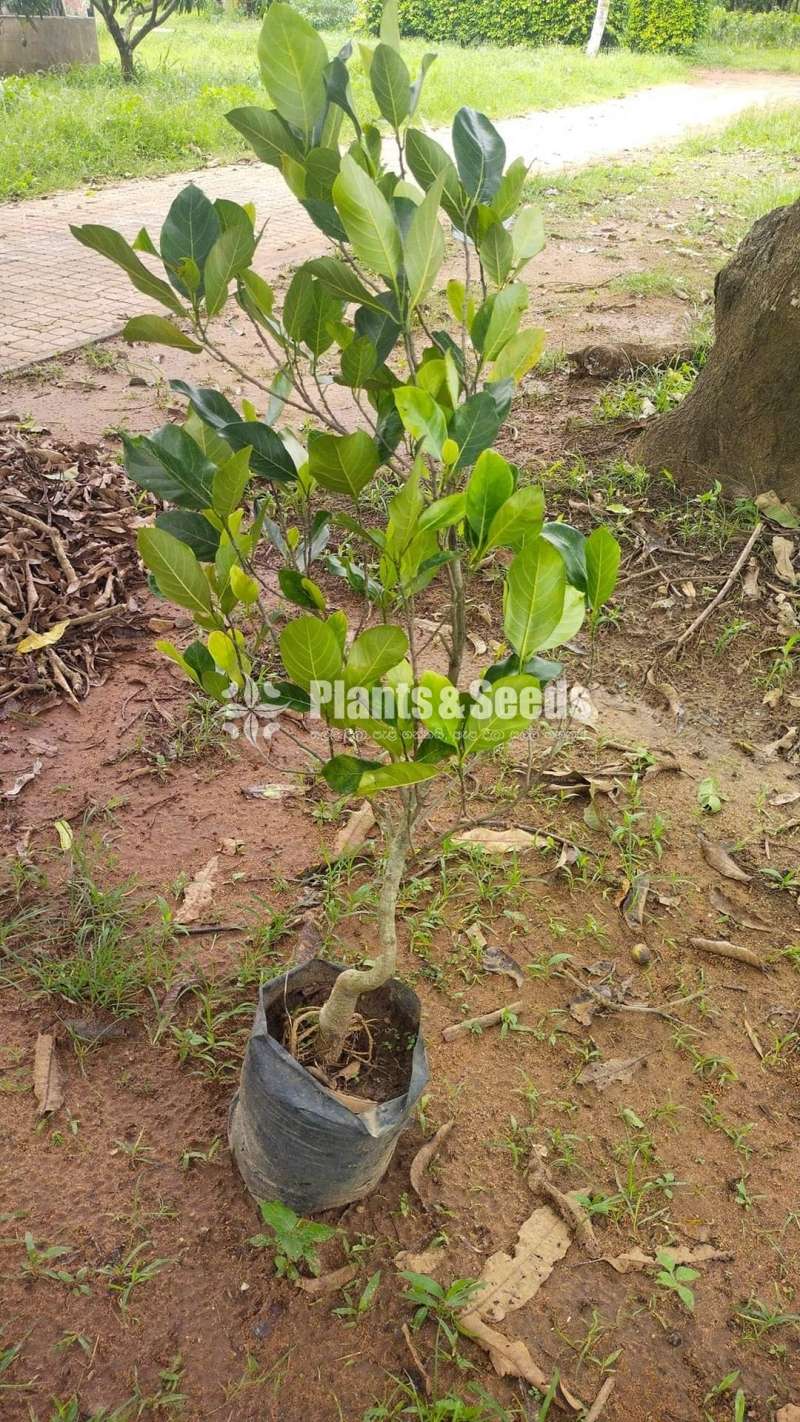 Jackfruit 