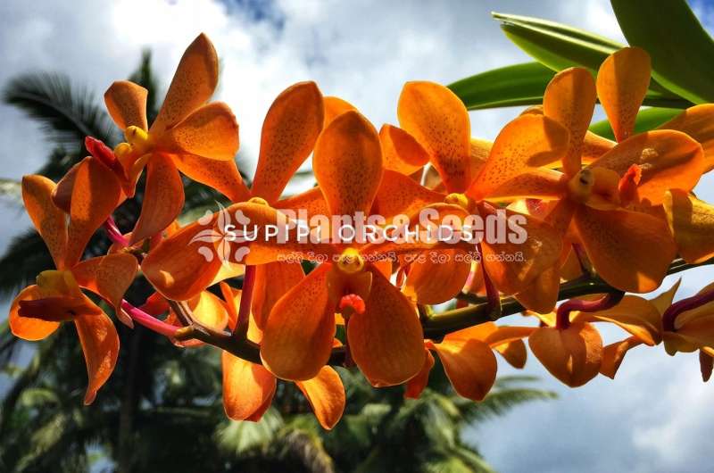 මොකාරා ගෝල්ඩ් (Mokara Gold)