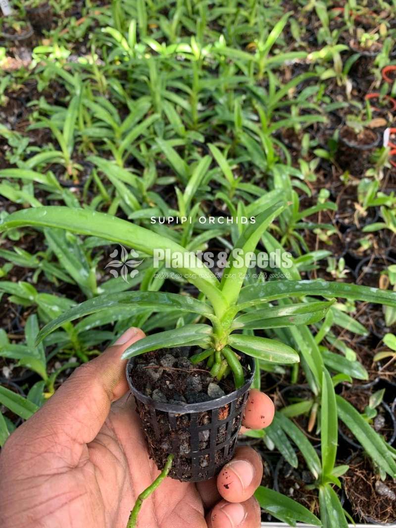 මොකාරා ගෝල්ඩ් (Mokara Gold)