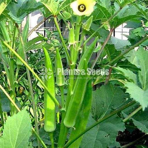 Vegetable seeds (එලවළු බීජ)