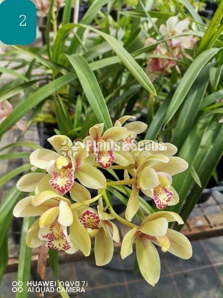 Cymbidium Orchid Plants And Seeds 