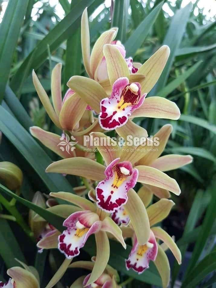 Cymbidium Orchid Plants And Seeds 