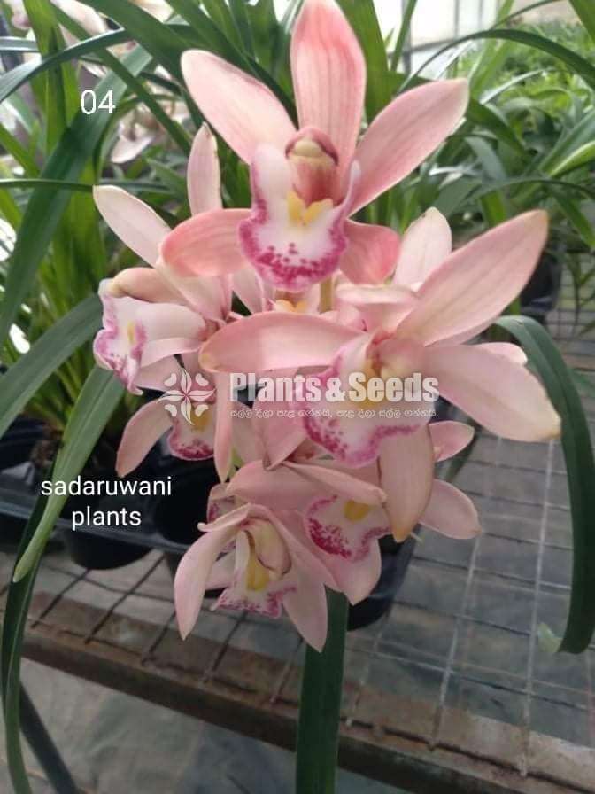 Cymbidium Orchid