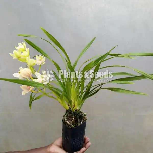 Cymbidium Orchid