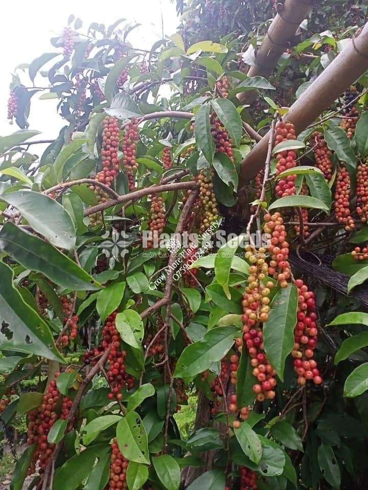 කරවල කැබිල්ල (Bignay/ Currant tree)