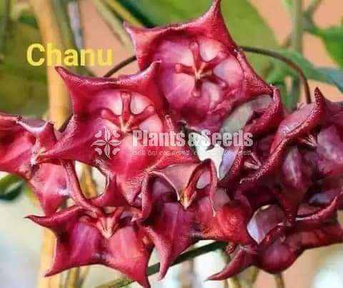 Hoya and Lipstick  Plants 