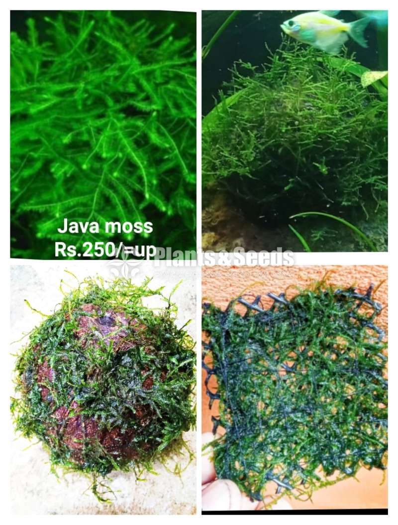 Java moss