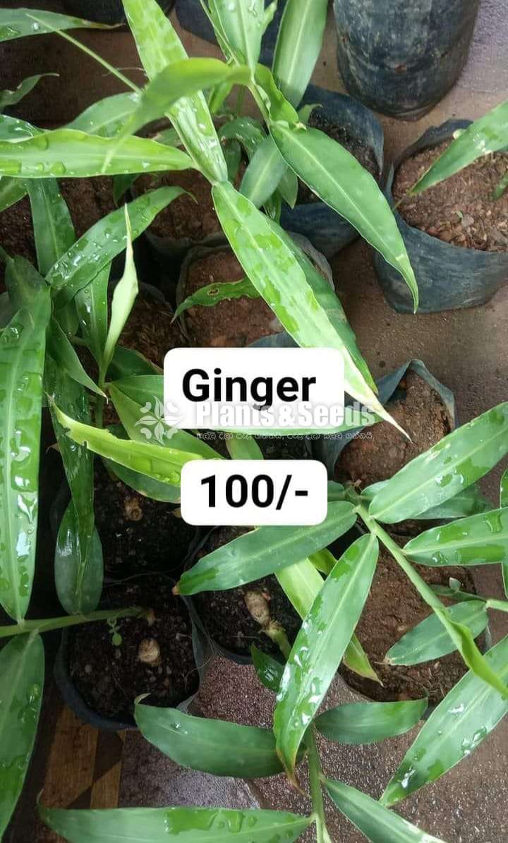 Ginger plants 