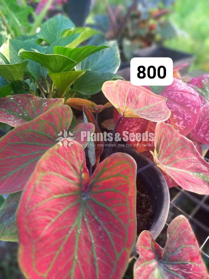 Caladium Varieties