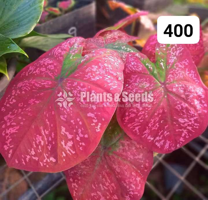 Caladium Varieties