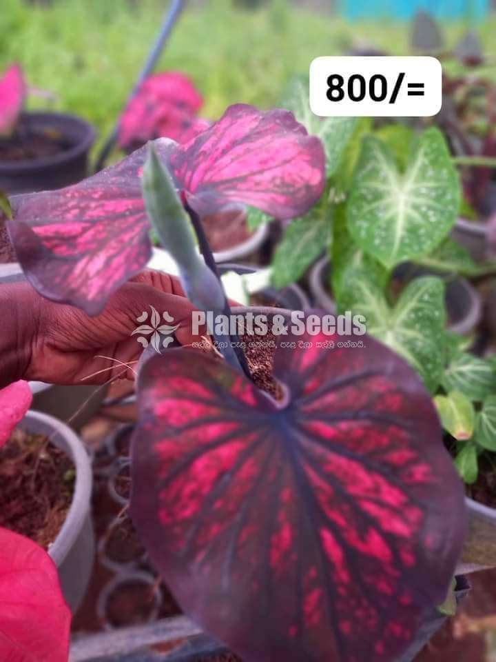 Caladium Varieties