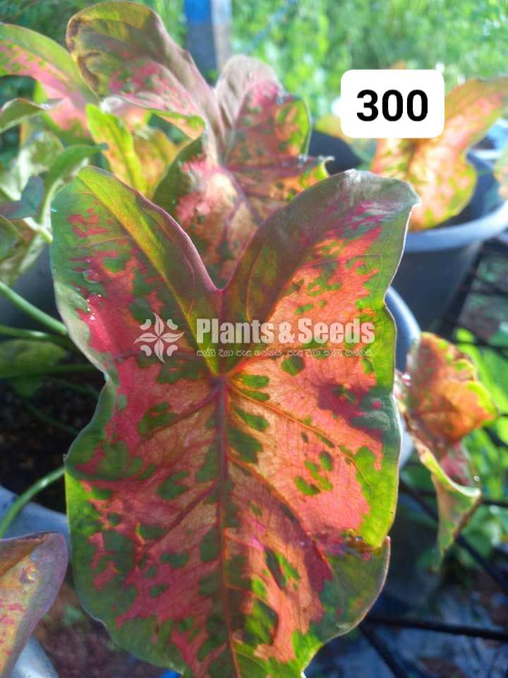 Caladium Varieties