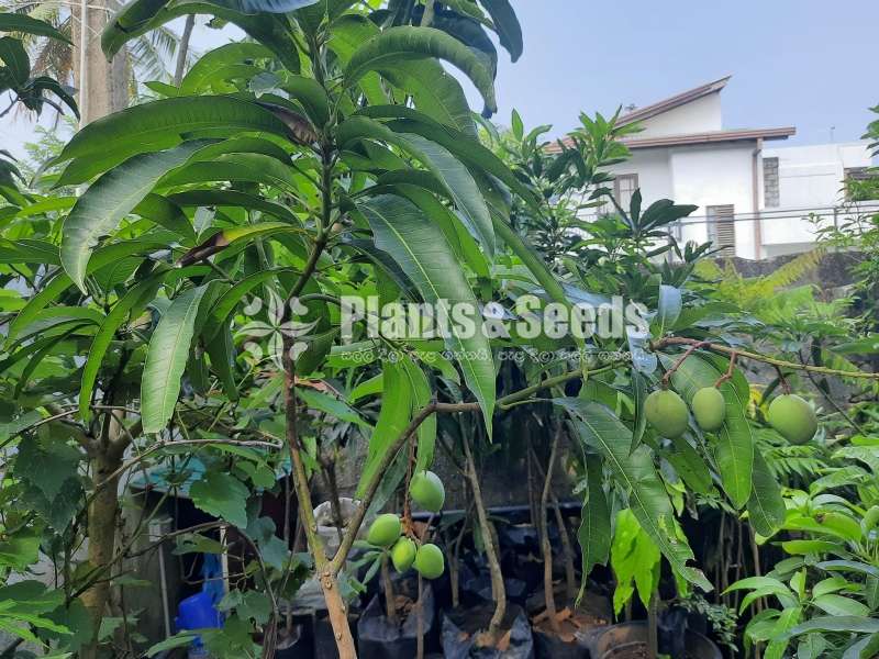  අඹ පැල (Mango Plants)