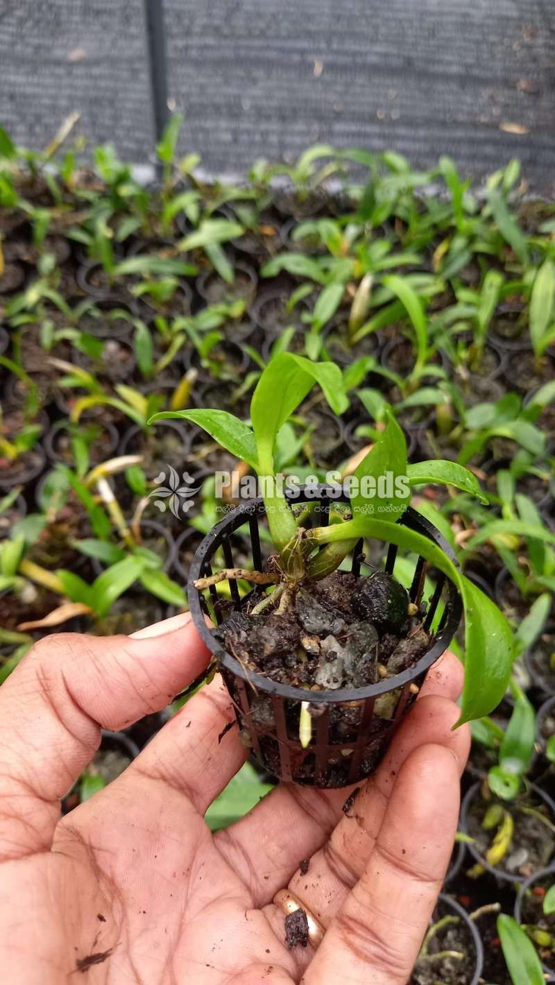 Orchid plants for sale 40 color+