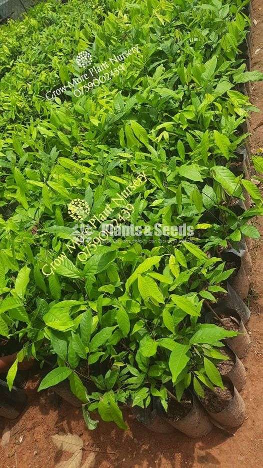  රබුටන් බද්ද පැල (Rabutan Plants)