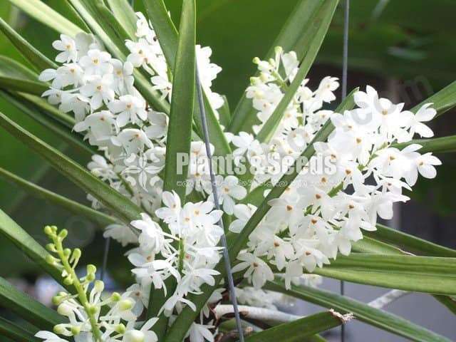 Ascocentrum ampullaceum alba