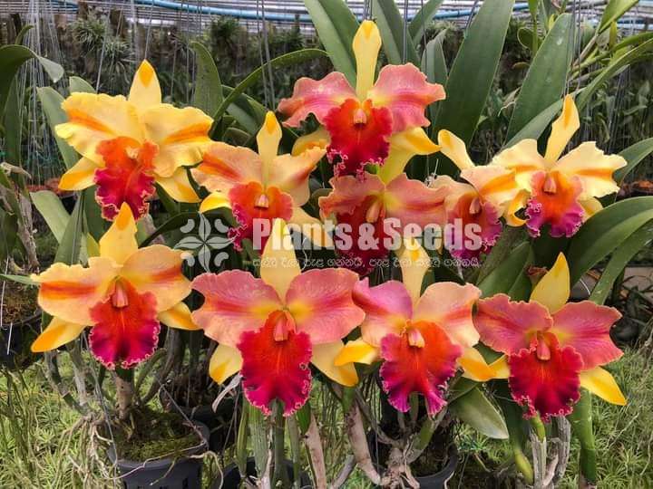 Rlc. Amazing Thailand-Orchid