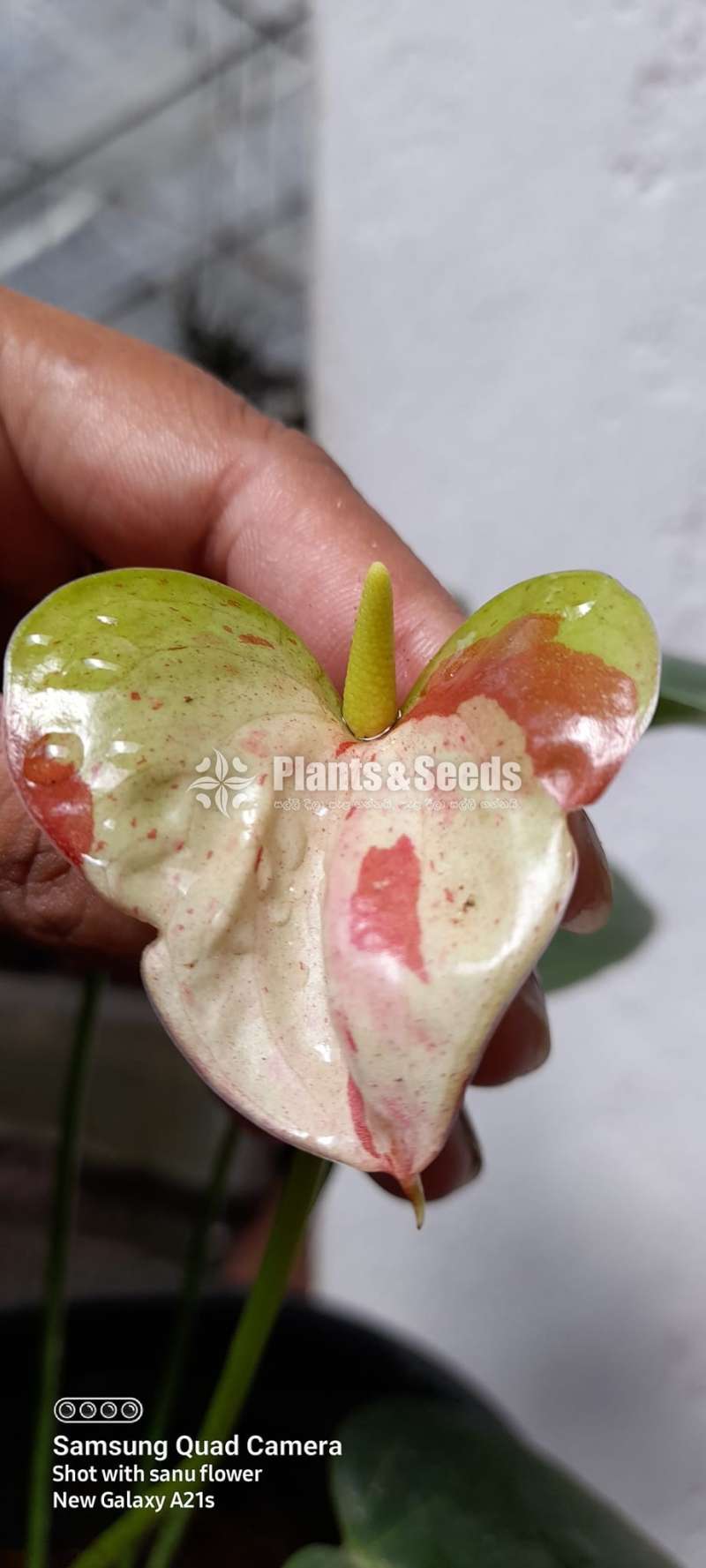 Flash Anthurium