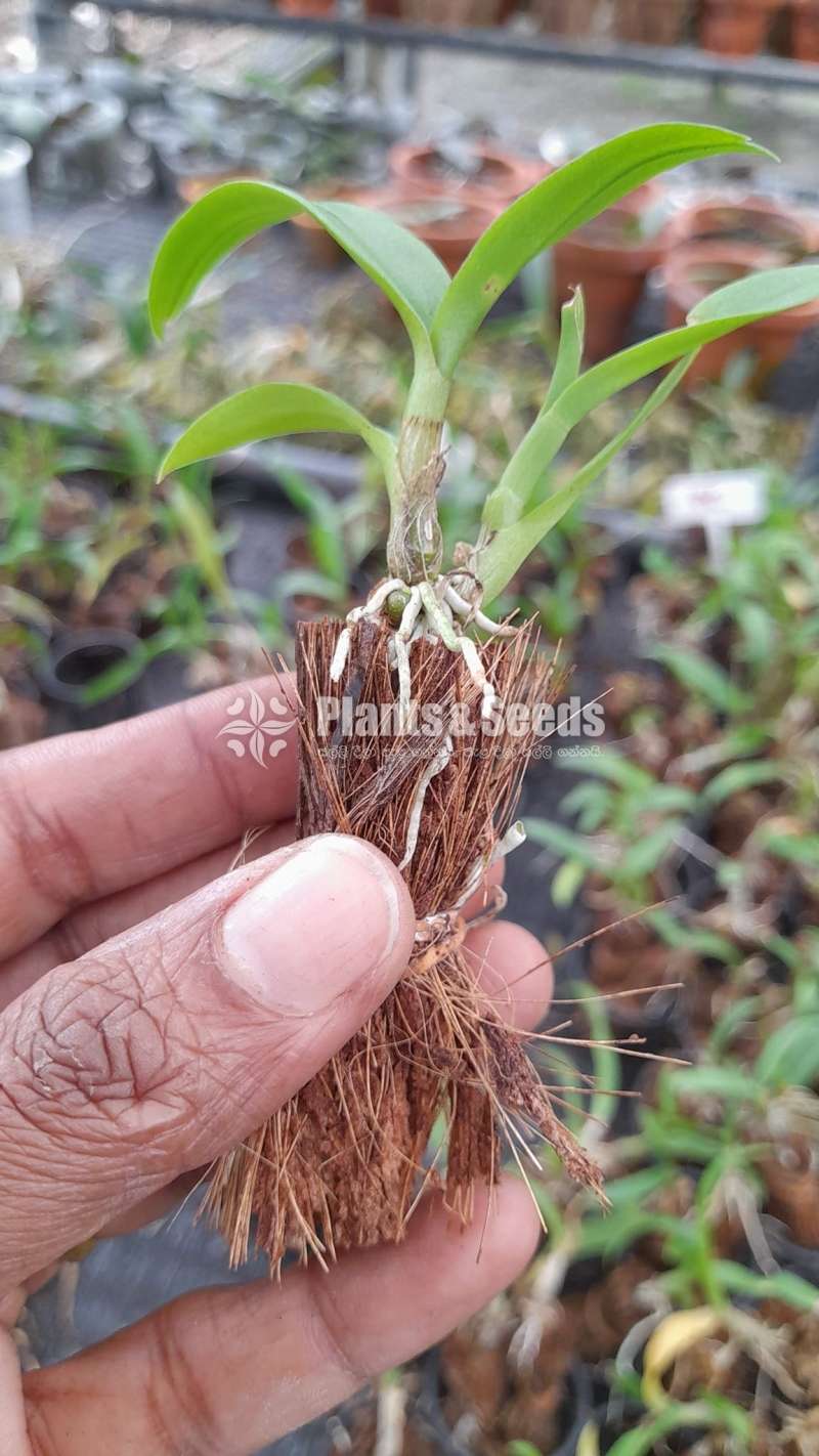  කුඩා ඕකිඩ් පැල (Small Orchid Plants)