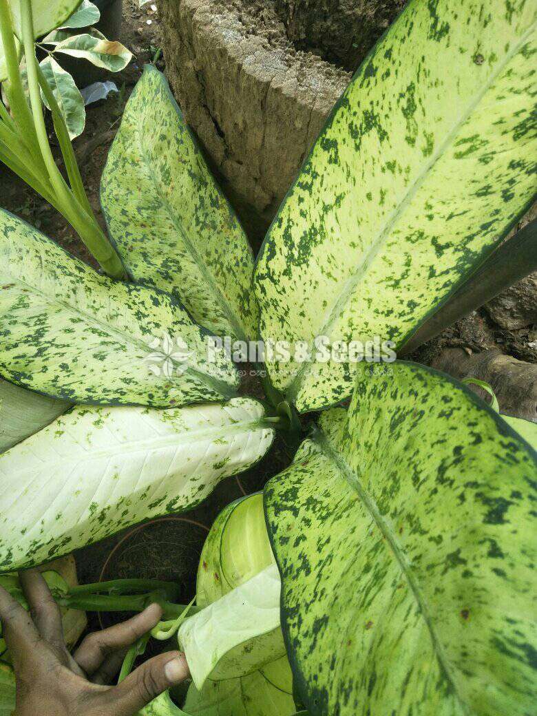 Aglonema Plants