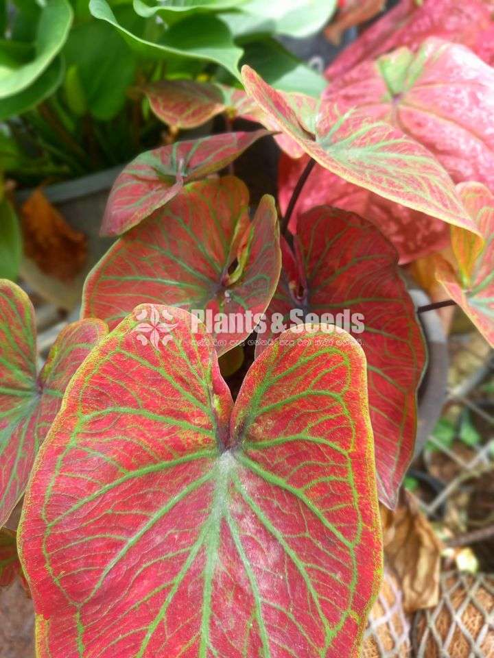 Caladium 