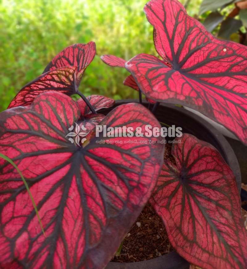 Caladium 