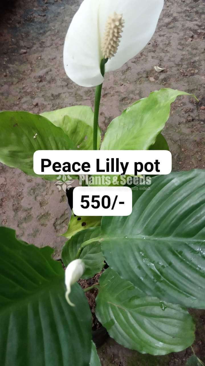 Peacelilly Pot