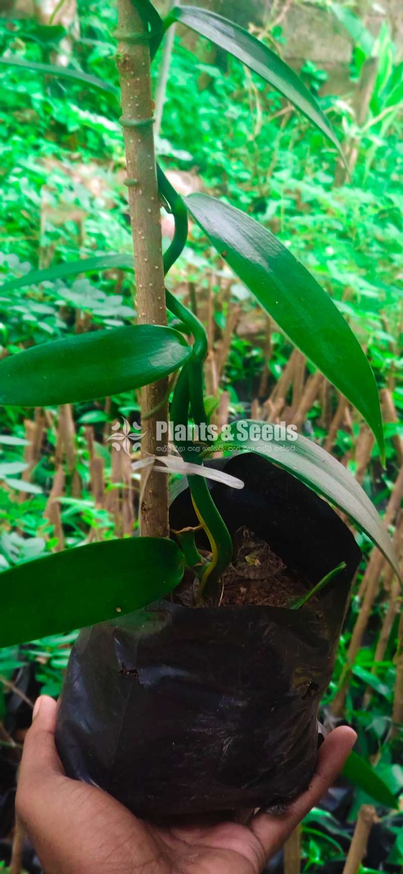 Vanilla Plants Bulk / Single