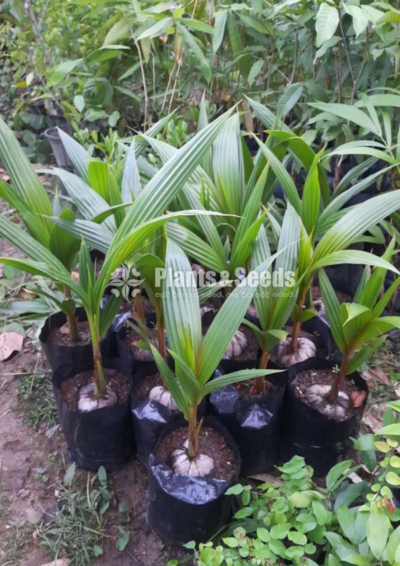 Coconut Plants (CRIC 60)