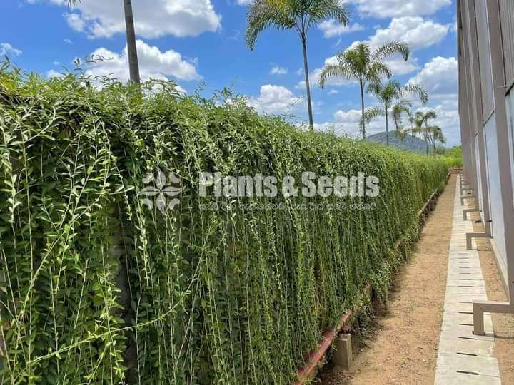 Curtain creepers and rootball trees for sale in Sri Lanka