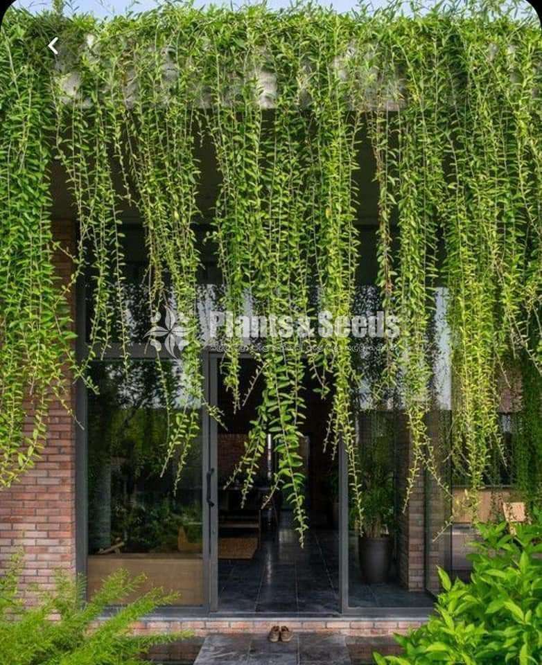 Curtain creepers and rootball trees for sale in Sri Lanka