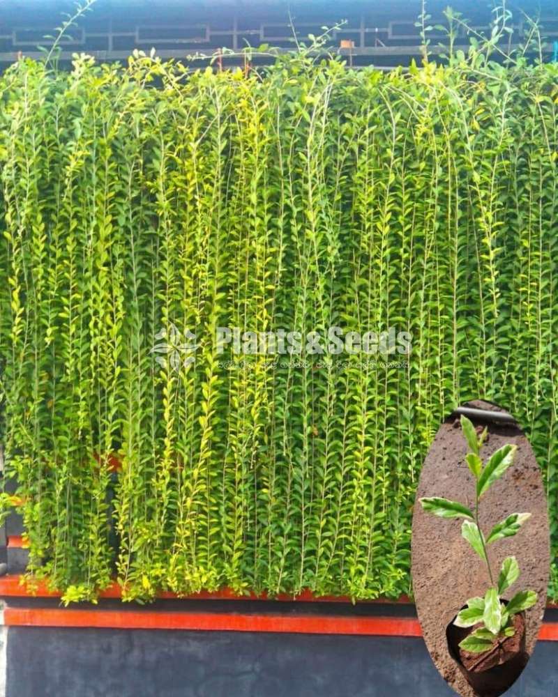 Curtain creepers and rootball trees for sale in Sri Lanka