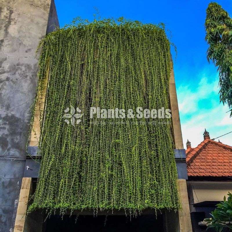 Curtain creepers and rootball trees for sale in Sri Lanka