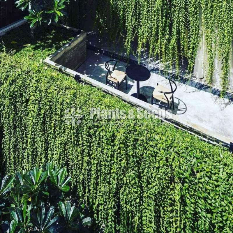 Curtain creepers and rootball trees for sale in Sri Lanka