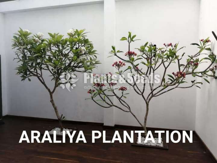 Araliya trees delivery and planting service