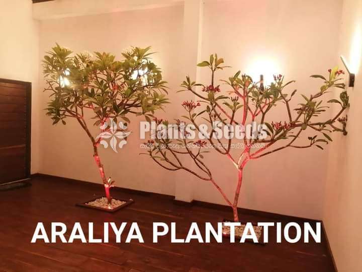 Araliya trees delivery and planting service